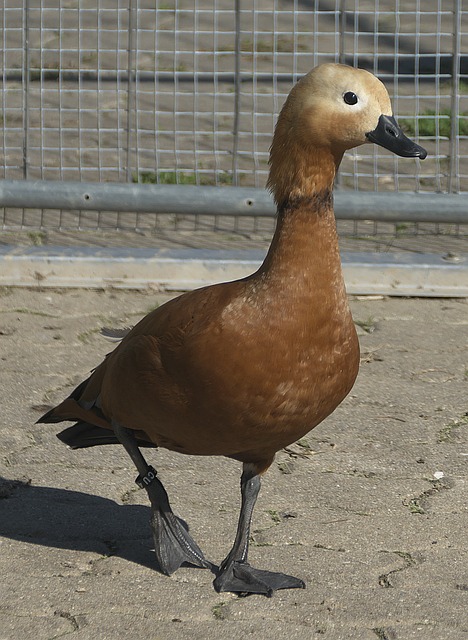 案例